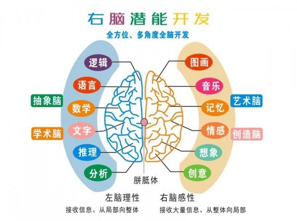引领右脑